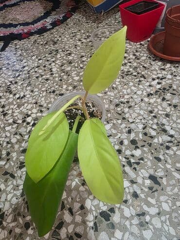 Filodendron (Philodendron) – više mladih biljaka/reznica - na lalafo.rs Filodendron (Philodendron) – više mladih biljaka/reznica -
