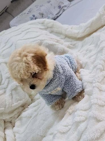 Preslatki maleni MALTIPOO stenci, spremni su za preuzimanje. Jako na lalafo.rs — 6 Preslatki maleni MALTIPOO stenci, spremni su za preuzimanje. Jako — 6
