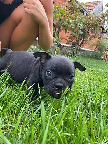 dve suknje po: Na prodaju štenci američkog bulija Na raspolaganju 6 preslatih na lalafo.rs — 2 dve suknje po: Na prodaju štenci američkog bulija Na raspolaganju 6 preslatih — 2