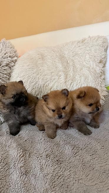 zenske broj: 🐶 Na prodaju štenci Pomeranca (Boo tip) 🐶 Na prodaju prelepi at lalafo.rs — 2 zenske broj: 🐶 Na prodaju štenci Pomeranca (Boo tip) 🐶 Na prodaju prelepi — 2