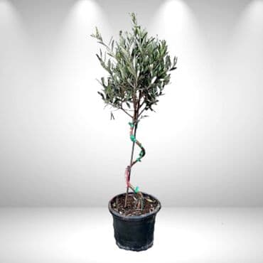 SADNICA MASLINE U SAKSIJI - Vrsta: maslina (Olea europaea) na lalafo.rs SADNICA MASLINE U SAKSIJI - Vrsta: maslina (Olea europaea)