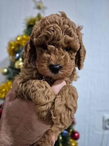 Prelepe 3 devojčice u ponudi. Crvene pudle stare 8 nedelja, vesele na lalafo.rs Prelepe 3 devojčice u ponudi. Crvene pudle stare 8 nedelja, vesele