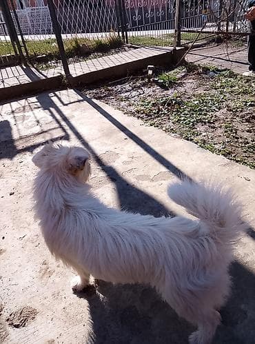 dve suknje po: Dve umiljate kuce manjeg rasta, dugodlake. - Pas 1: duga at lalafo.rs — 3 dve suknje po: Dve umiljate kuce manjeg rasta, dugodlake. - Pas 1: duga — 3