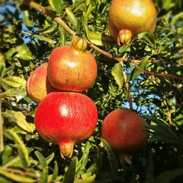Sadnice Nara Nar (Punica granatum) je voćka poreklom iz jugozapadne na lalafo.rs Sadnice Nara Nar (Punica granatum) je voćka poreklom iz jugozapadne