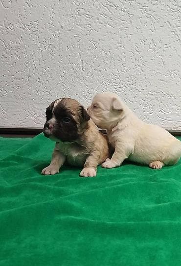 Francuski buldog štenci exotic, plavi, klasik i fluffy veseli na lalafo.rs — 1 Francuski buldog štenci exotic, plavi, klasik i fluffy veseli — 1