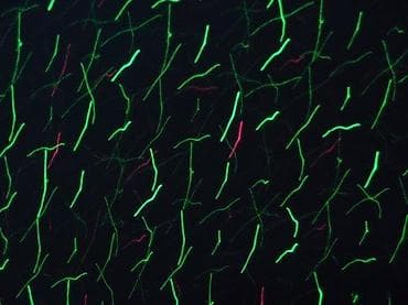 Dryers: BabySbreath Laser Light – spoljašnji/unutrašnji laserski projektor za at lalafo.rs — 8 Dryers: BabySbreath Laser Light – spoljašnji/unutrašnji laserski projektor za — 8