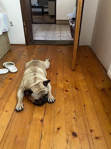 za svaki dan: Mužjak francuskog buldoga dostupan za parenje Poseduje kompletnu at lalafo.rs — 7 za svaki dan: Mužjak francuskog buldoga dostupan za parenje Poseduje kompletnu — 7