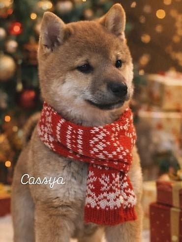 Dostupna zenka Shiba inu stara 2,5meseca,vakcinisana prema starosnoj na lalafo.rs Dostupna zenka Shiba inu stara 2,5meseca,vakcinisana prema starosnoj