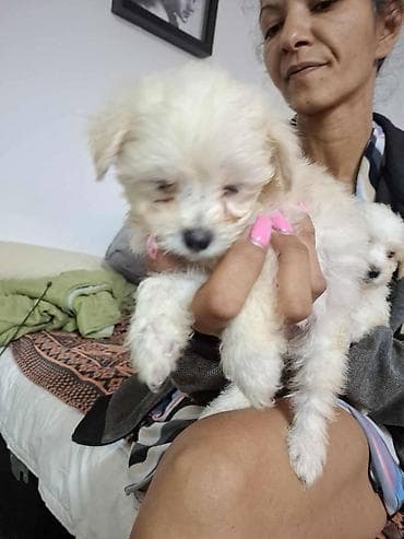 zenske broj: Štenci malog rasta – havanski bisoni sa paperjastom, talasastom at lalafo.rs — 4 zenske broj: Štenci malog rasta – havanski bisoni sa paperjastom, talasastom — 4