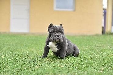 Dostupni stenci american bully Starosti 4 meseca Primili sve vakcine na lalafo.rs Dostupni stenci american bully Starosti 4 meseca Primili sve vakcine