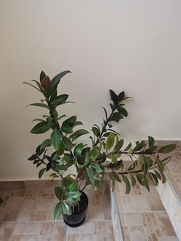 Fikus, visine oko 1m. Cena 5000 dinara at lalafo.rs — 6 Fikus, visine oko 1m. Cena 5000 dinara — 6