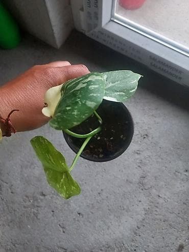 Na ptodaju Monstera Thai mlada biljka ukorenjena cena 2500 na lalafo.rs Na ptodaju Monstera Thai mlada biljka ukorenjena cena 2500