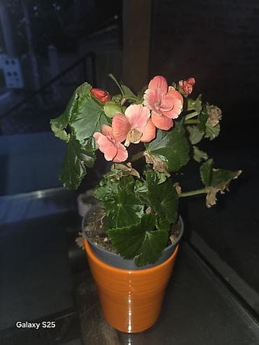 Ukrasni leptir šnala – roze - Dekorativni leptir u intenzivnoj roze na lalafo.rs — 9 Ukrasni leptir šnala – roze - Dekorativni leptir u intenzivnoj roze — 9