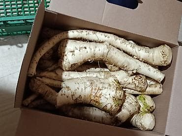 Houseplants: Ren u korenu na prodaju,cena 500din at lalafo.rs — 1 Houseplants: Ren u korenu na prodaju,cena 500din — 1