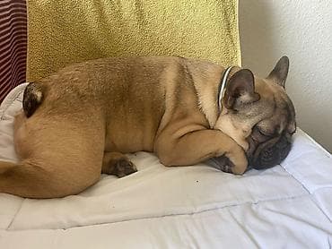 za svaki dan: Dostupne dve zenkice francuskog buldoga stare 5 i 8 meseci . Primile at lalafo.rs — 3 za svaki dan: Dostupne dve zenkice francuskog buldoga stare 5 i 8 meseci . Primile — 3