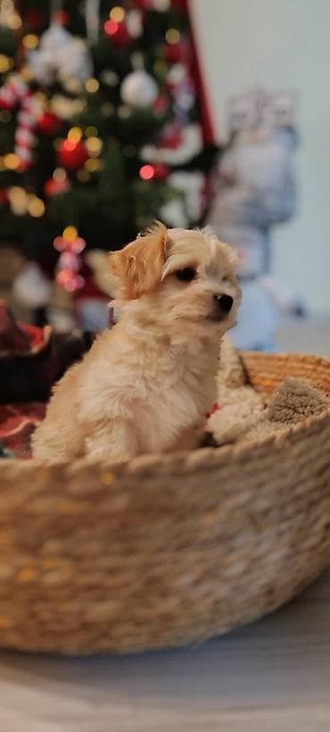 zenske broj: U prilici smo da ponudimo stence havanskog bisona ostenjeni 05 11 at lalafo.rs — 6 zenske broj: U prilici smo da ponudimo stence havanskog bisona ostenjeni 05 11 — 6