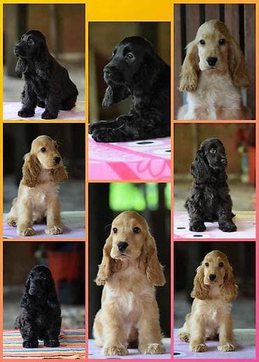 Engleski koker španijel Stenci vrhunskog kvaliteta i porekla na lalafo.rs Engleski koker španijel Stenci vrhunskog kvaliteta i porekla