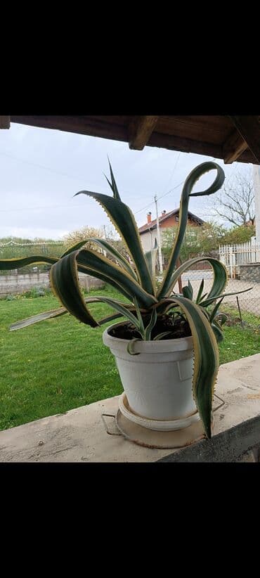 Ostale kućne biljke: Velika dekorativna sukulentna biljka u saksiji – Agava (Agave na lalafo.rs Ostale kućne biljke: Velika dekorativna sukulentna biljka u saksiji – Agava (Agave