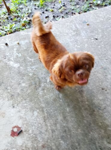 Mali pas, smeđe boje, kratke dlake i kovrdžavog, podignutog repa na lalafo.rs Mali pas, smeđe boje, kratke dlake i kovrdžavog, podignutog repa