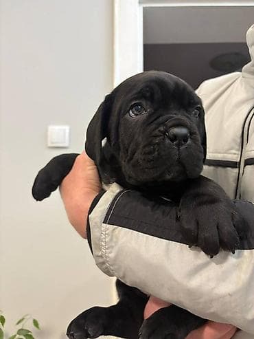 zenske broj: U ponudi 3 prelepa zenska steneta cane corso redovno cisceni od at lalafo.rs — 4 zenske broj: U ponudi 3 prelepa zenska steneta cane corso redovno cisceni od — 4