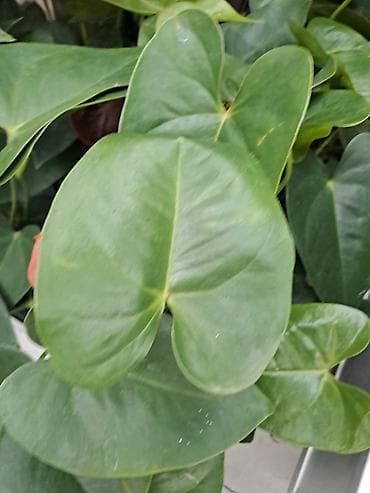 Crassula Ovata, Drvo Novca, velika biljka sa prve, druge i trece je na lalafo.rs — 6 Crassula Ovata, Drvo Novca, velika biljka sa prve, druge i trece je — 6