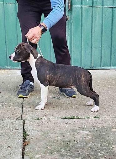 zenske broj: Američki Stafordski terijer štenci Odgajivačnica Eternal Kingdom ima at lalafo.rs — 6 zenske broj: Američki Stafordski terijer štenci Odgajivačnica Eternal Kingdom ima — 6