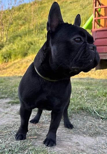 Francuski Buldog star godinu ipo dana Mladi sampion srbije Za ostale na lalafo.rs — 5 Francuski Buldog star godinu ipo dana Mladi sampion srbije Za ostale — 5