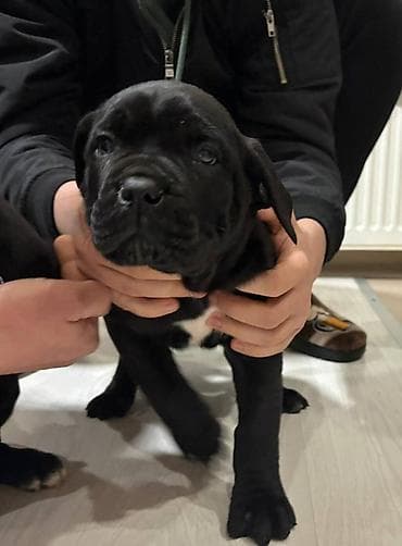 zenske broj: U ponudi 3 prelepa zenska steneta cane corso redovno cisceni od at lalafo.rs — 3 zenske broj: U ponudi 3 prelepa zenska steneta cane corso redovno cisceni od — 3