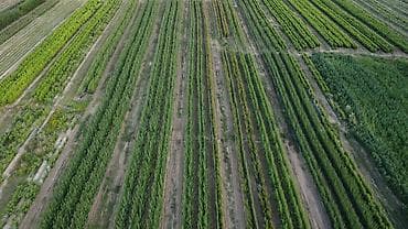 Seeds and seedlings: Welcome to Rasadnik Prestiž, your trusted plant nursery offering a at lalafo.rs — 1 Seeds and seedlings: Welcome to Rasadnik Prestiž, your trusted plant nursery offering a — 1