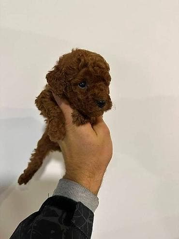 zenske broj: Toy pudle vrhunskog porekla Crvene i aprikot toy pudle vrhunskog at lalafo.rs — 1 zenske broj: Toy pudle vrhunskog porekla Crvene i aprikot toy pudle vrhunskog — 1