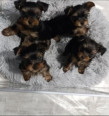 U ponudi mini jorksijski terijeri vrhunskog porekla. Dva preslatka na lalafo.rs — 1 U ponudi mini jorksijski terijeri vrhunskog porekla. Dva preslatka — 1