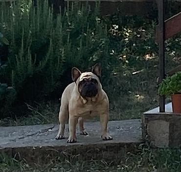 za svaki dan: Mužjak francuskog buldoga dostupan za parenje Poseduje kompletnu at lalafo.rs — 1 za svaki dan: Mužjak francuskog buldoga dostupan za parenje Poseduje kompletnu — 1