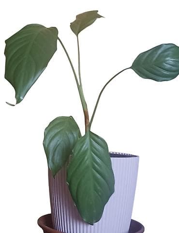 Sobna biljka Aglaonema modestum u saksiji fi 17cm, visina oko 50cm - na lalafo.rs Sobna biljka Aglaonema modestum u saksiji fi 17cm, visina oko 50cm -