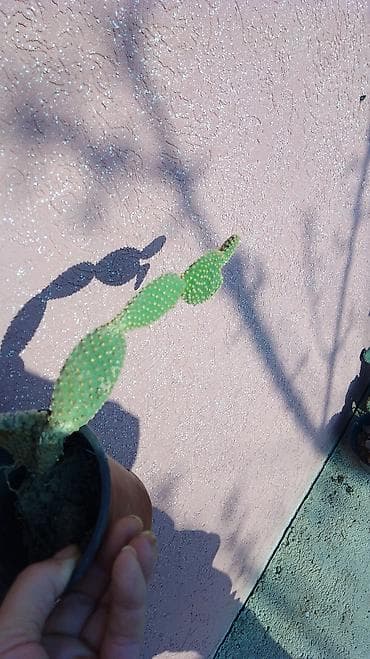 Kaktusi – više vrsta u saksiji - Opuntia microdasys (tzv. „zeka“ na lalafo.rs — 3 Kaktusi – više vrsta u saksiji - Opuntia microdasys (tzv. „zeka“ — 3