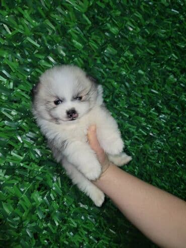 POMERANAC – NOVOGODIŠNJE IZNENAĐENJE ZA VAŠE NAJMILIJE Iznenadite na lalafo.rs POMERANAC – NOVOGODIŠNJE IZNENAĐENJE ZA VAŠE NAJMILIJE Iznenadite