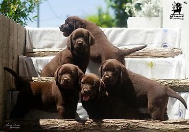 Labrador Retriver štenci, čokoladni Labrador Retriver štenci u ponudi at lalafo.rs — 10 Labrador Retriver štenci, čokoladni Labrador Retriver štenci u ponudi — 10