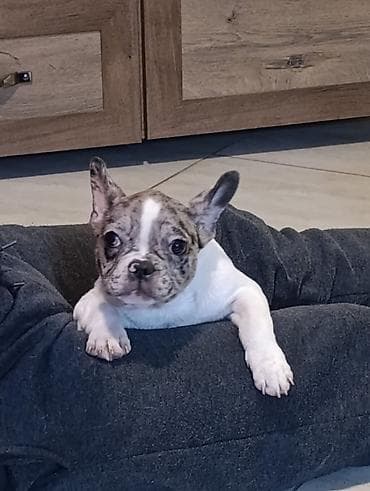 Stenad francuskog buldoga dva merle muzjaka 3.5 meseca Vakcinisani na lalafo.rs Stenad francuskog buldoga dva merle muzjaka 3.5 meseca Vakcinisani