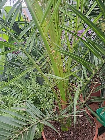 Palma Phoenix, semena, pakovanje 5 komada sa prve slike je 600 dinara na lalafo.rs — 1 Palma Phoenix, semena, pakovanje 5 komada sa prve slike je 600 dinara — 1