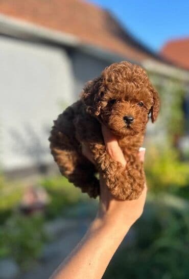 Stenci toy i mini pudle vrhunske genetike registrovana odgaivacnica na lalafo.rs Stenci toy i mini pudle vrhunske genetike registrovana odgaivacnica