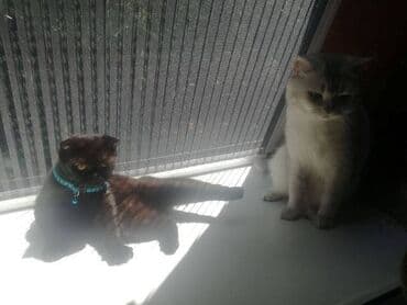 Mačke: Škotski strejt mačak i fold crna mačka Dostupni škotski strejt mačak i na lalafo.rs Mačke: Škotski strejt mačak i fold crna mačka Dostupni škotski strejt mačak i