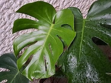 Filadendron, velika biljka, jednostavan za odrzavanje na lalafo.rs Filadendron, velika biljka, jednostavan za odrzavanje