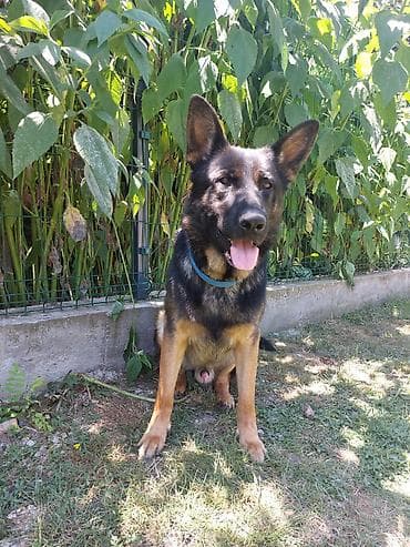 za svaki dan: ❗ IZGUBLJEN PAS – DON ❗
🙏 MOLIMO ZA POMOĆ I DELJENJE 🙏 Don je nestao i at lalafo.rs — 3 za svaki dan: ❗ IZGUBLJEN PAS – DON ❗
🙏 MOLIMO ZA POMOĆ I DELJENJE 🙏 Don je nestao i — 3