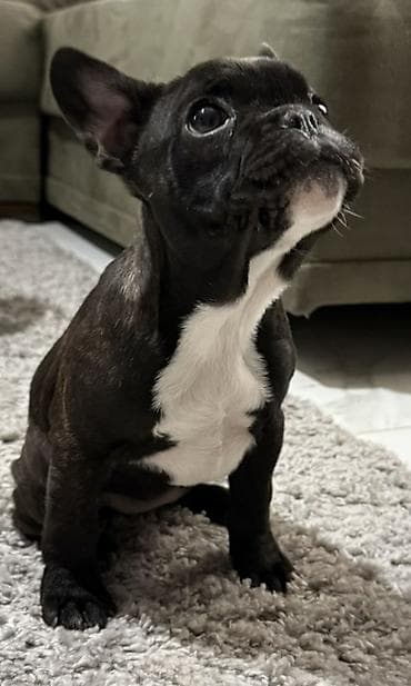 Francuski buldog, štene crne boje sa belom grudom i prsnim delom na lalafo.rs Francuski buldog, štene crne boje sa belom grudom i prsnim delom