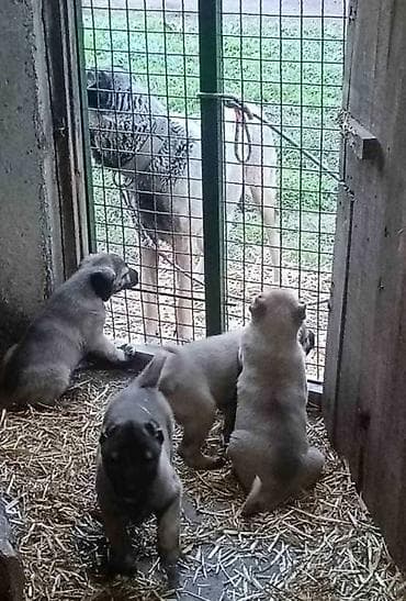 zenske broj: Na prodaju štenad Turskog Kangala, "radne" linije! !! Leglo br. 1- na at lalafo.rs — 4 zenske broj: Na prodaju štenad Turskog Kangala, "radne" linije! !! Leglo br. 1- na — 4