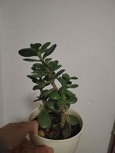 cepaci za drva: Sobne sukulente – Crassula ovata (drvo novca) imam manje saksije po na lalafo.rs — 2 cepaci za drva: Sobne sukulente – Crassula ovata (drvo novca) imam manje saksije po — 2