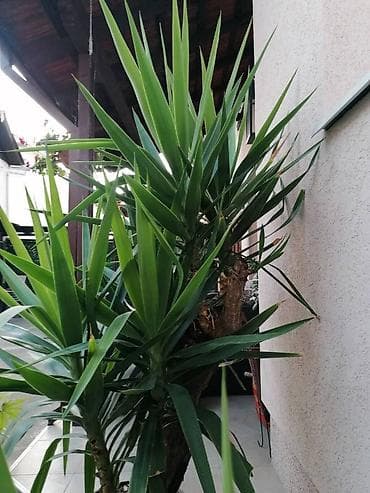 Nameštaj: Drvo života -Yucca Elephantipes Visine 1-2 m Drvo Zivota-Yucca na lalafo.rs — 1 Nameštaj: Drvo života -Yucca Elephantipes Visine 1-2 m Drvo Zivota-Yucca — 1