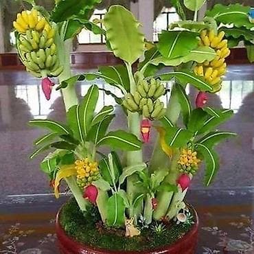 za svaki dan: MINI BANANA Musa velutina (otporna na mraz) Seme: 100 komada 650dinara at lalafo.rs — 2 za svaki dan: MINI BANANA Musa velutina (otporna na mraz) Seme: 100 komada 650dinara — 2
