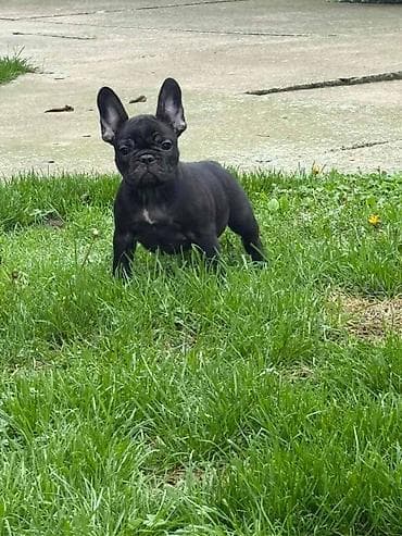 zenske broj: Odgajivačnica francuskih buldoga “THE BEST EDITION” predstavlja at lalafo.rs — 1 zenske broj: Odgajivačnica francuskih buldoga “THE BEST EDITION” predstavlja — 1