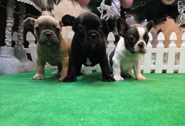 Štenci francuskog buldoga. U novogodisnjoj ponudi sjajno leglo stenaca na lalafo.rs Štenci francuskog buldoga. U novogodisnjoj ponudi sjajno leglo stenaca