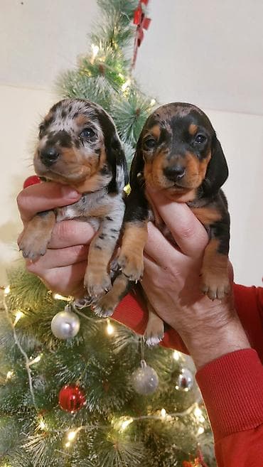 Štenci kratkodlakog jazavičara – merle - Rasa: kratkodlaki jazavičar na lalafo.rs Štenci kratkodlakog jazavičara – merle - Rasa: kratkodlaki jazavičar